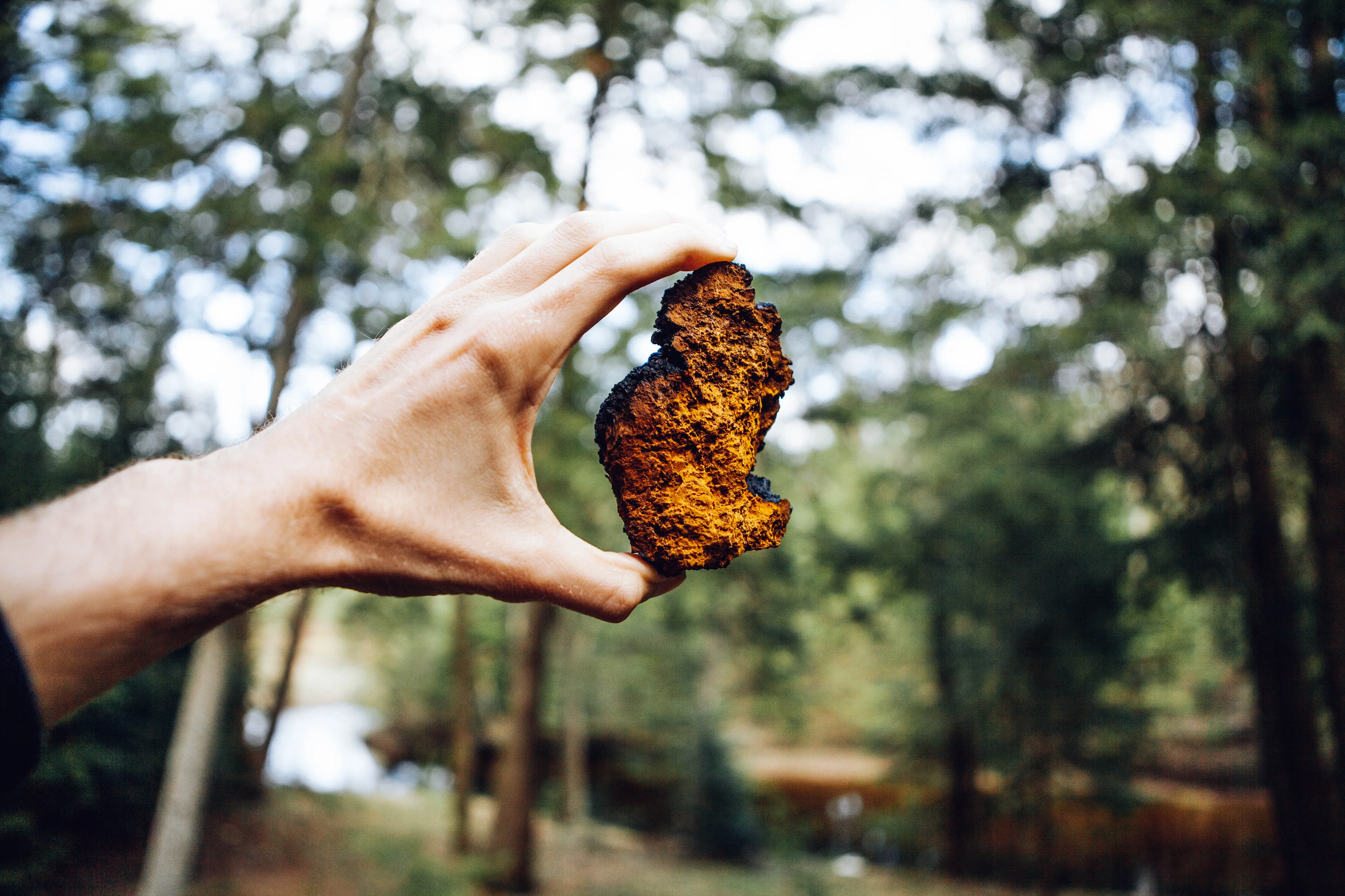 Wild Harvested Chaga Mushroom Rootbeer Elixir - Image 4