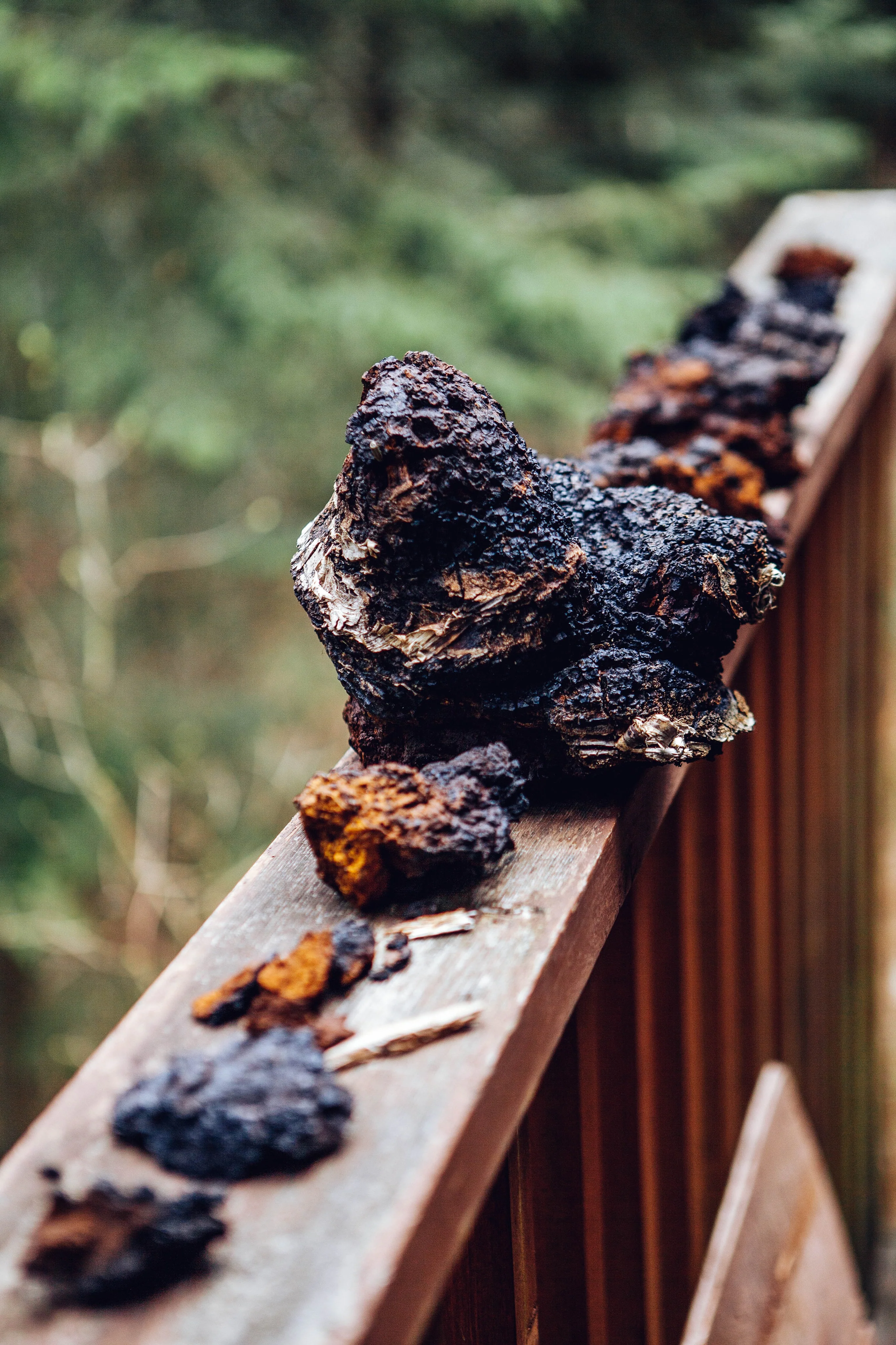 Wild Harvested Chaga Mushroom Rootbeer Elixir - Image 5
