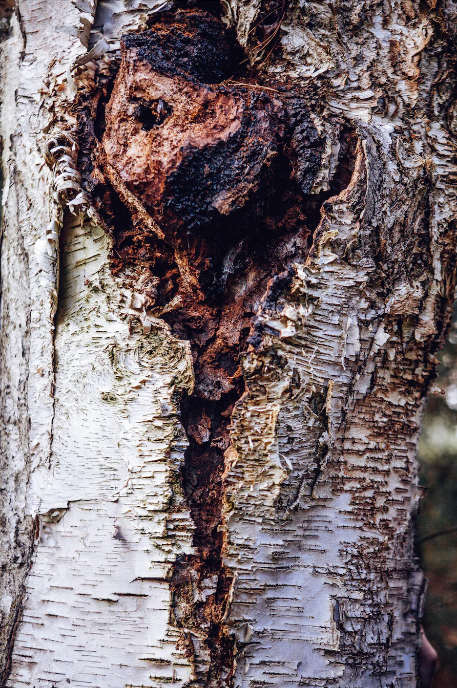 Sustainably Wild Harvested Chaga Mushroom Tea - Image 3