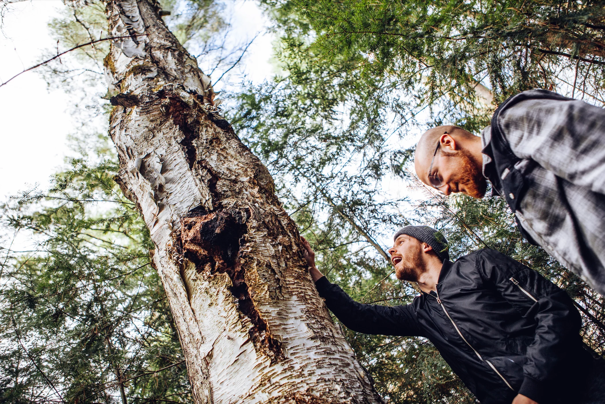 Sustainably Wild Harvested Chaga Mushroom Tea - Image 4